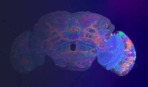fly-brain-grad-768x455.png